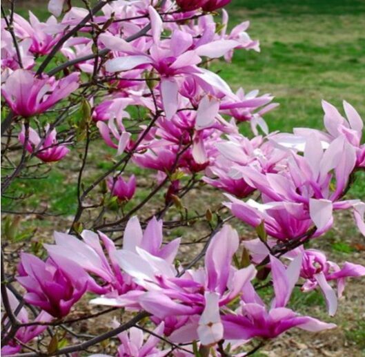 Magnolija 'Betty'